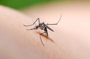 mosquito causing dengue fever