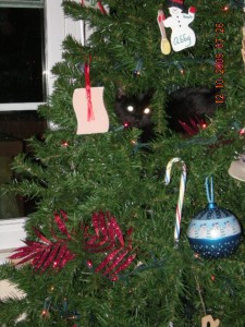 how to keep cats out of the Christmas Tree