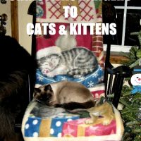 Christmas Dangers to Cats & Kittens