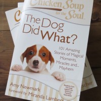 Chicken Soup for the Soul - The Dog Did What? 2nd Edition