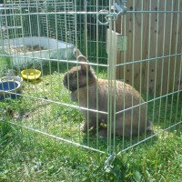 3 Tips on Looking for a Good Rabbit Vet