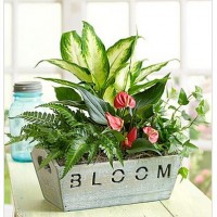 Enter to Win 1 of 10 Mother's Day Flower Bouquets Plus 1-800flowers.com Promo Codes