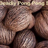 Educate Yourself About Pong Pong - It's Dangerous and Easily to be Had