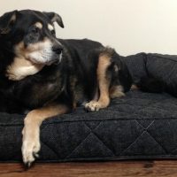 Brentwood Home Runyon Orthopedic Pet Bed Giveaway (ARV 200)