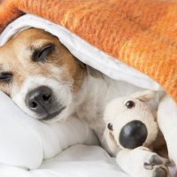 PeachSkinSheets Giveaway