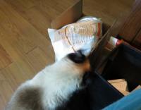 Chicken Soup for the Soul Dry Cat Food Review & Giveaway