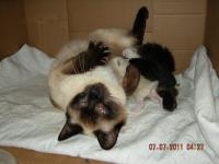 Our Orphaned Kittens - Suggestions for Names?