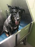 Gracie Our Shepherd Mix Got Groomed - She's so Lucky!