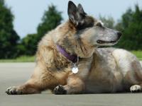 Caring for an Older Dog